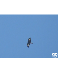 گونه عقاب طلایی Golden Eagle